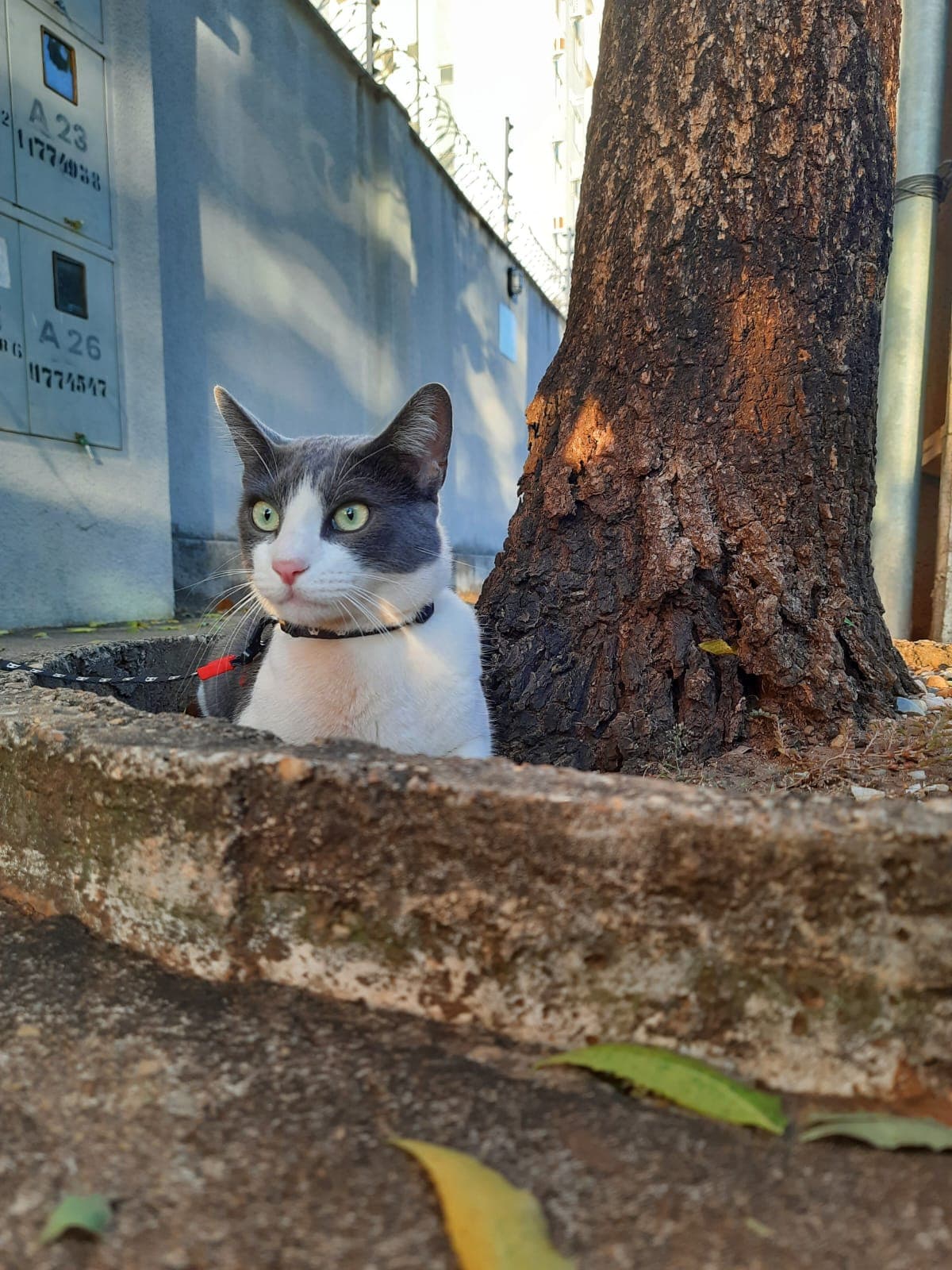 Passo a passo para adaptar sua oncinha na coleira