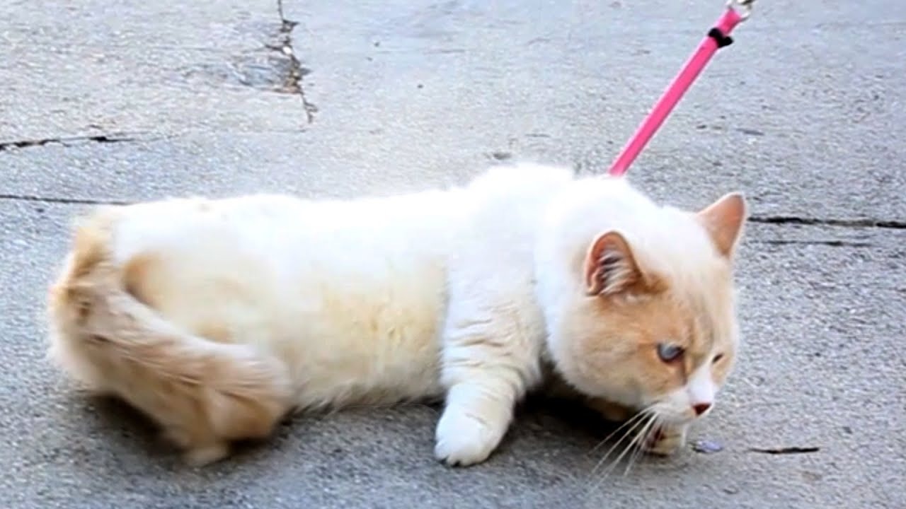 Imagem gato mal adaptado a coleira